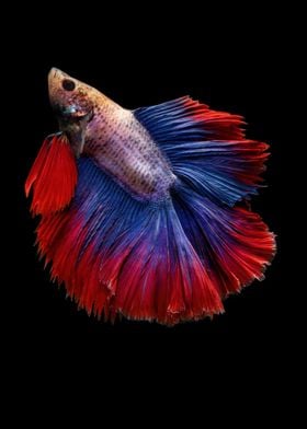 Betta Fish