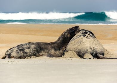 Beach cuddles 