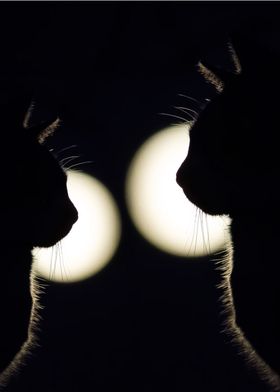 cats love moon