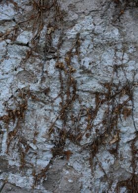 Old stones wall with roots