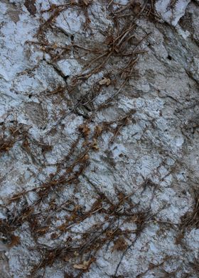 Old stones wall with roots