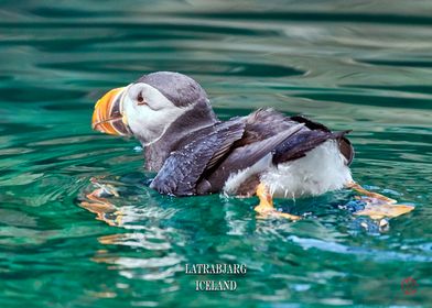 Latrabjarg Puffins