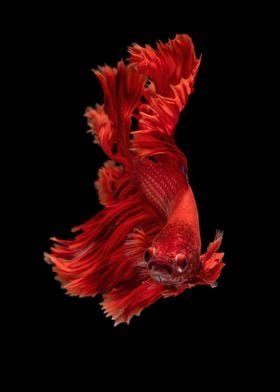 Betta Fish