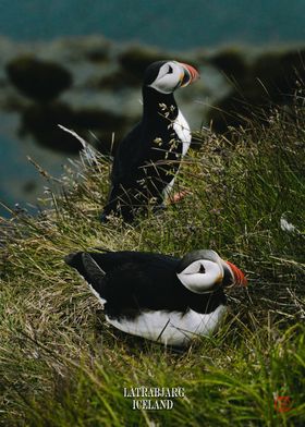 Latrabjarg Puffins