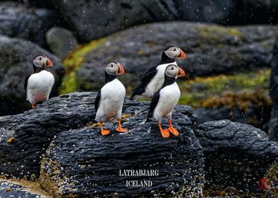 Latrabjarg Puffins