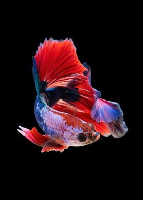 Betta Fish