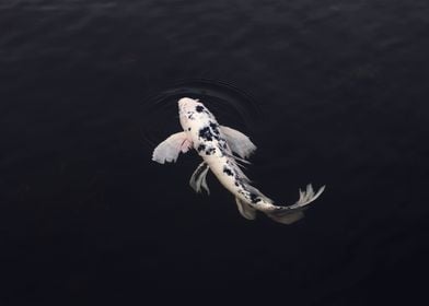 koi white