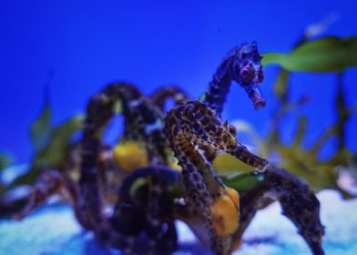 we are seahorse