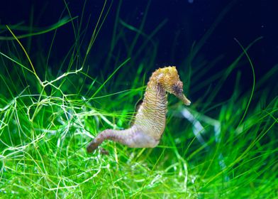 yellow seahorse