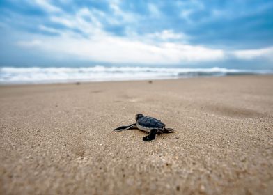 turtle facing the sea