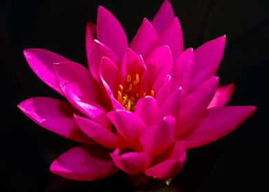 Red Lotus