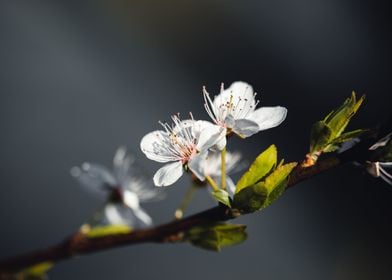 white flower