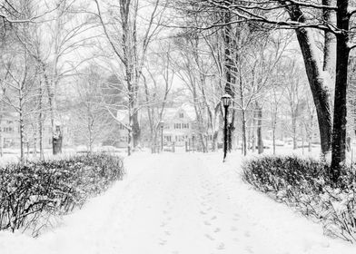 Black & White Winter Snow