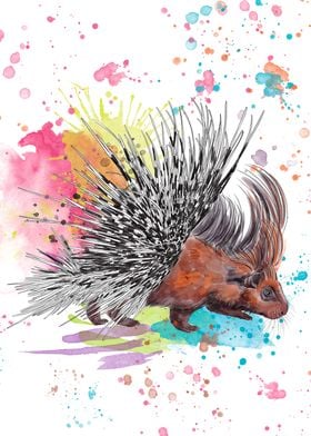 Hedgehog porcupine colored