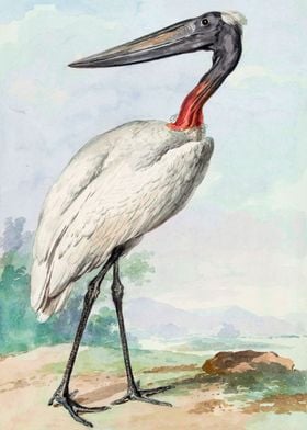 Jabiru 1770 painting 