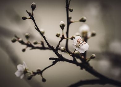 white flower