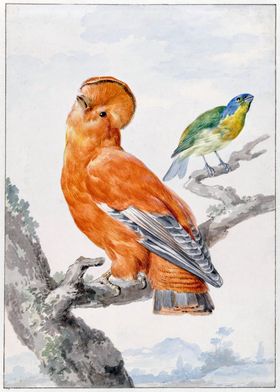 Two Exotic Birds 1762