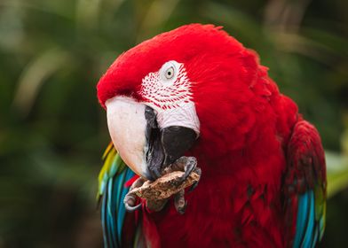 red parrot