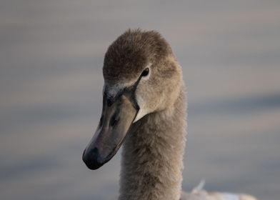 Young Swan