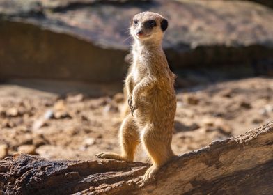 Meerkat Animals Zoo Nature