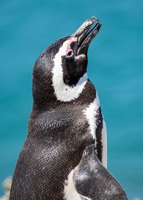 Magellanic Penguin