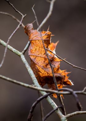 leaf 