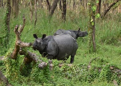 Rhino family in Nepal