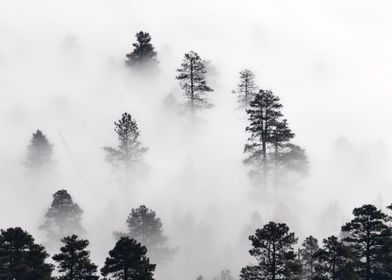 Trees in Mist 