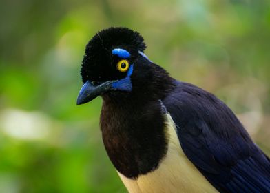 Plush crested jay