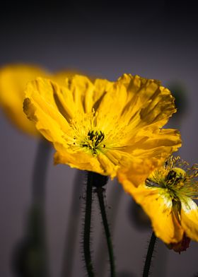 yellow flower