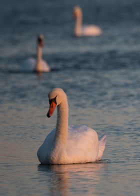 Swan at sunset