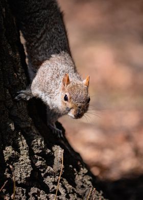 squirrel in Central Park 