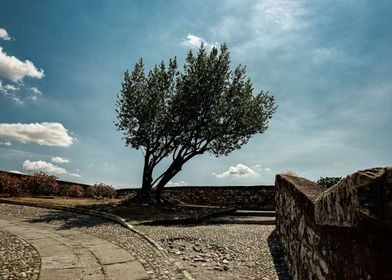 Brescia Castle Tree