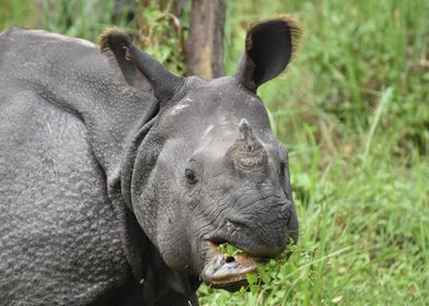 Rhino in Nepal