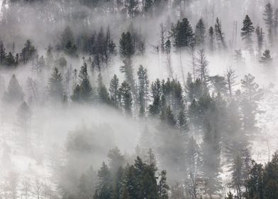 Fog Rolling Through Trees