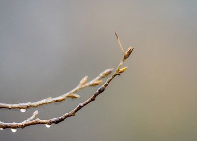 spring branch