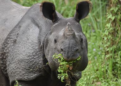 Rhino in Nepal