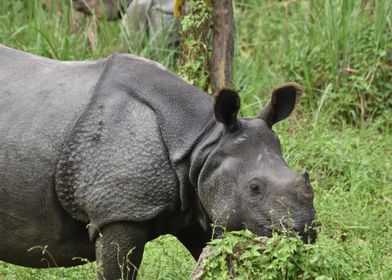 Rhino in Nepal