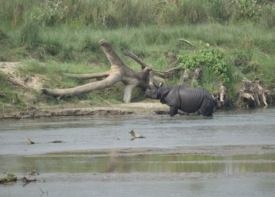 Rhino in Nepal