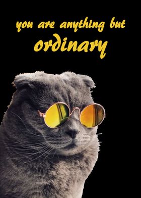 Cat Anything But Ordinary