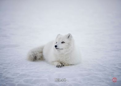 Arctic fox Iceland