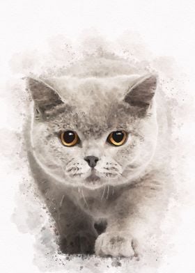 British shorthair kitten