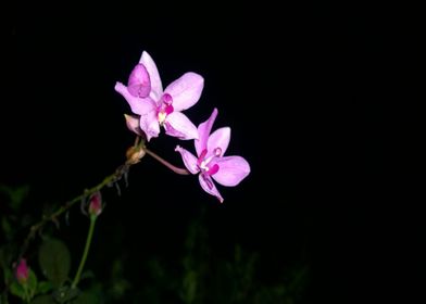 Beautiful Purple Orchid to