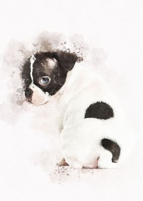 Boston terrier pup Dog