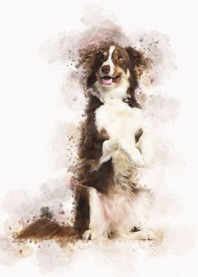 Border collie Dog