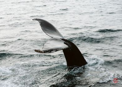 Whales Iceland