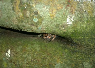 frog in tree