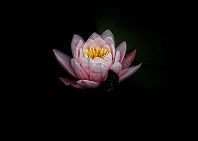 Pink Water Lily 