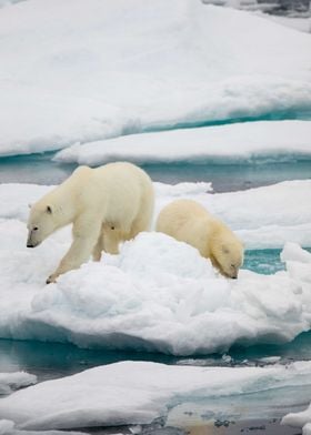 Polar bear with cub