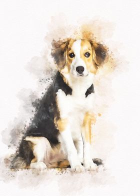 Border collie Dog